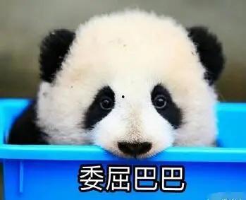 娱乐吃瓜酱熊猫生气  第1张